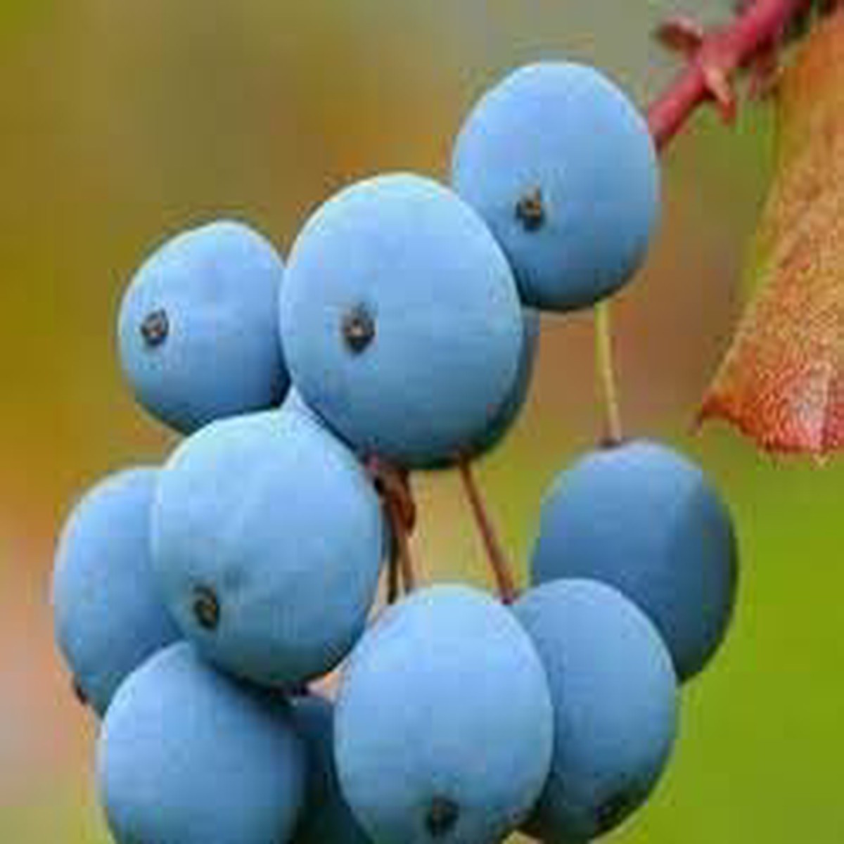 Grape Fruit Seeds for planting-Heirloom & Non-GMO seeds  for Home Gardens & Vineyards