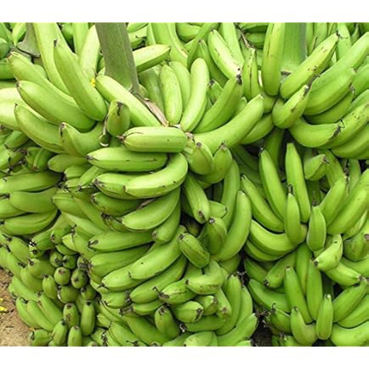 Green Banana Fruit Seeds for Planting Non-GMO, Heirloom Organic Garden Seeds with High Germination for Home Growers