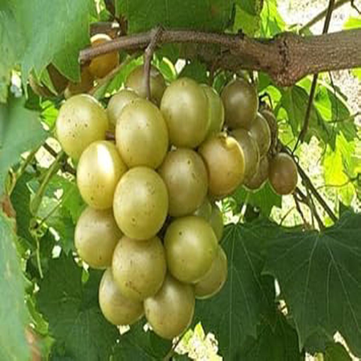 Green Grape Fruit Seeds for Planting Perfect for Home Vineyard, Heirloom & Non-GMO Seeds