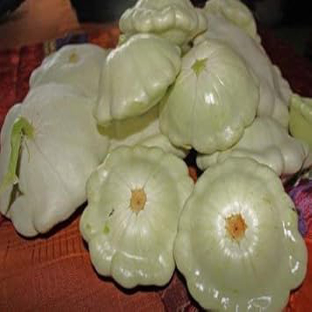 Green Tint Scallop Fruit Seeds Exotic Scallop Fruits for Your Backyard, 100 pcs, Heirloom Seeds