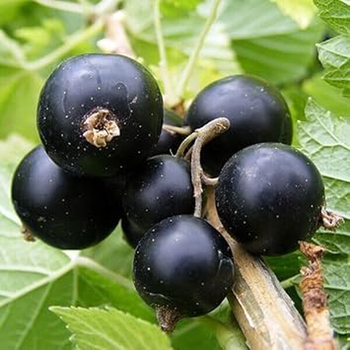 Grosella Negra Fruit Seeds for Planting  Rich Blackberries for Home Garden, Heirloom & Non-GMO, High Germination Seeds