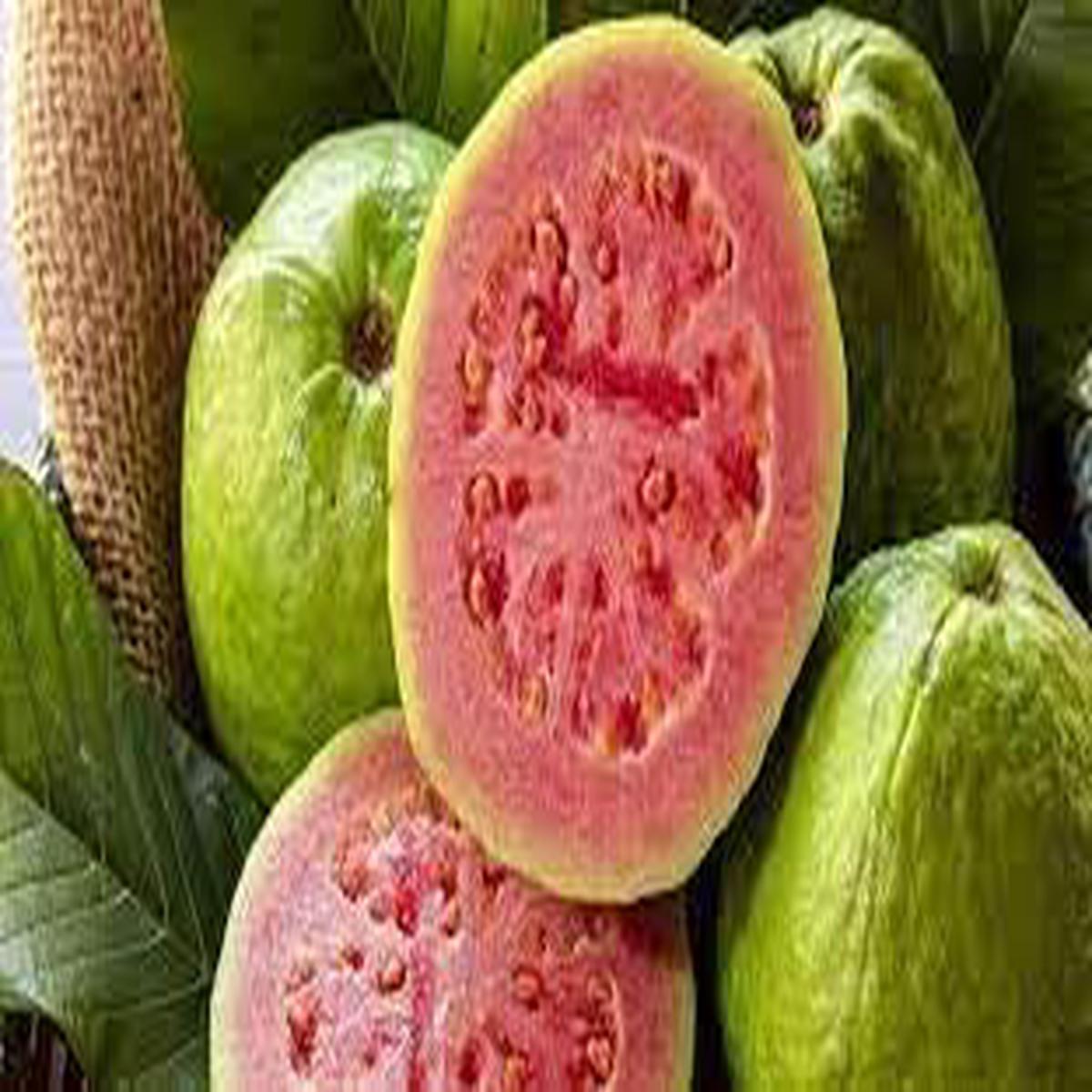 Guava Fruit Seeds for Planting | Heirloom Non-GMO Organic Seeds for Tropical Sweet Garden Fruits