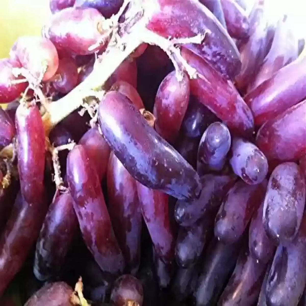 Heirloom Burgundy Grape Fruit Seeds for Planting Burgundy Color, Ideal for Home Garden