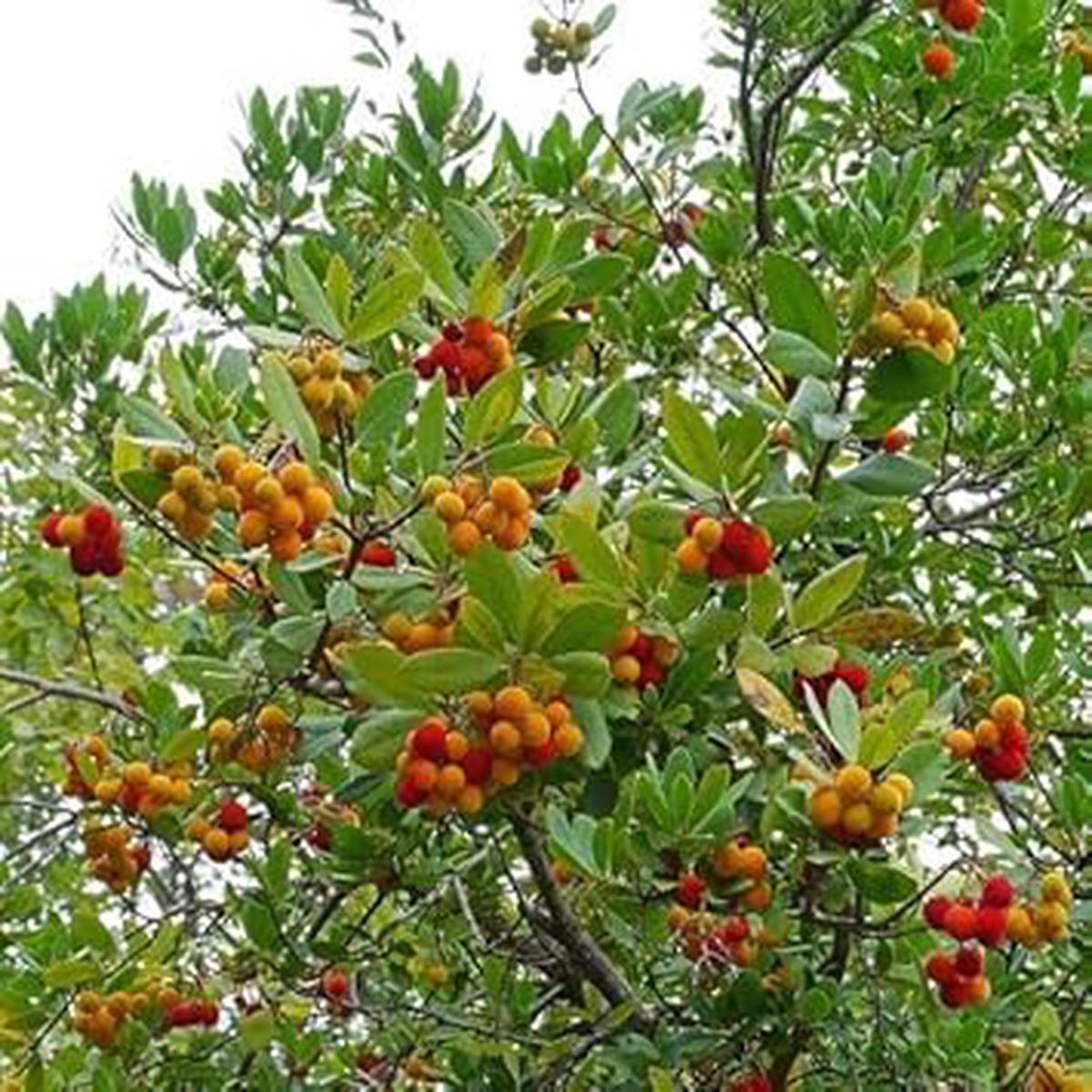 Heirloom Mixed Arbutus unedo Strawberry Tree Seeds for Planting Ideal for Home Gardens