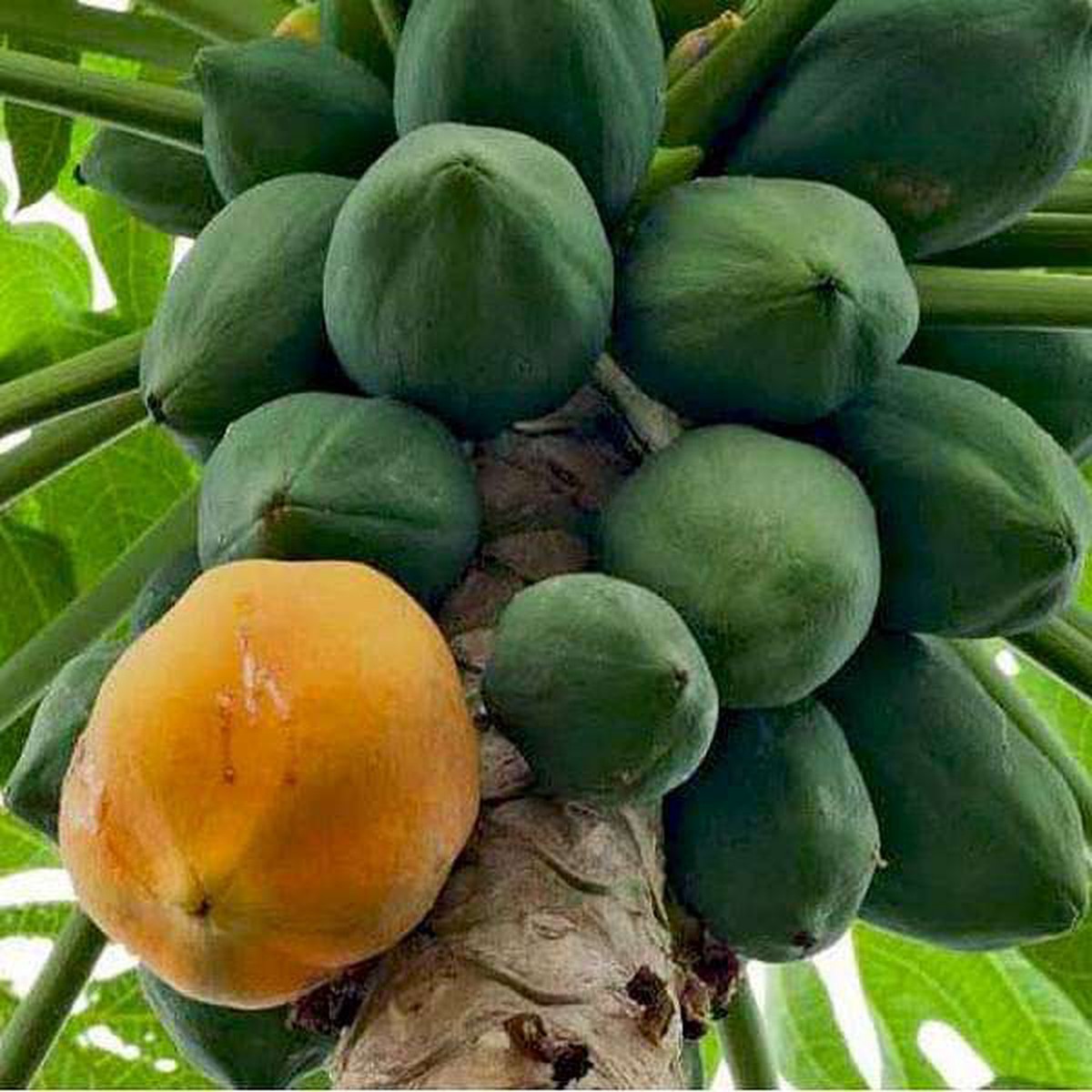 Honey Dew Papaya Fruit Seeds  Large, Aromatic Heirloom & Non-GMO Hybrid Seeds for Home Garden Planting