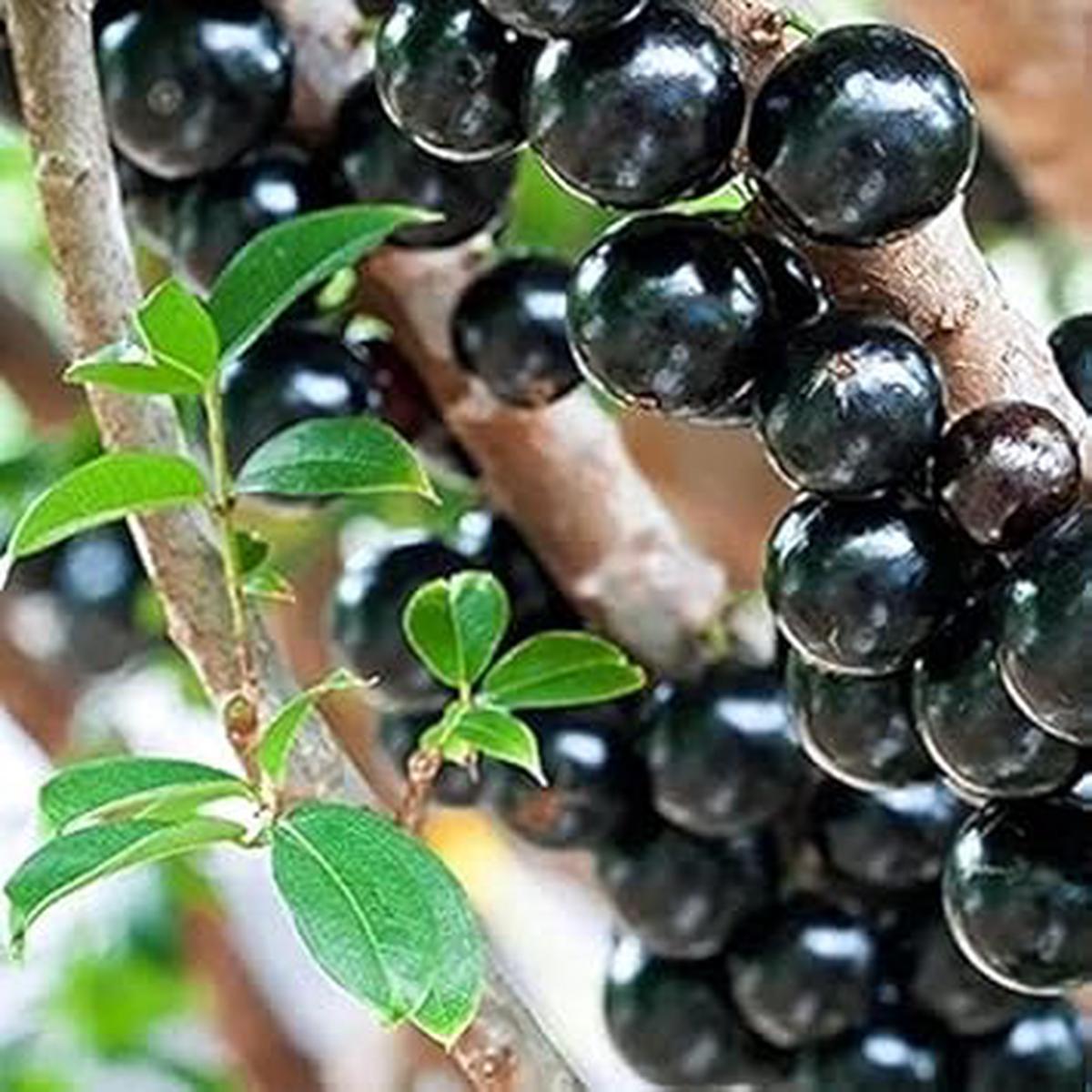 Jabuticaba Fruit Seeds for Planting Heirloom Non-GMO High Germination Organic Garden Seeds