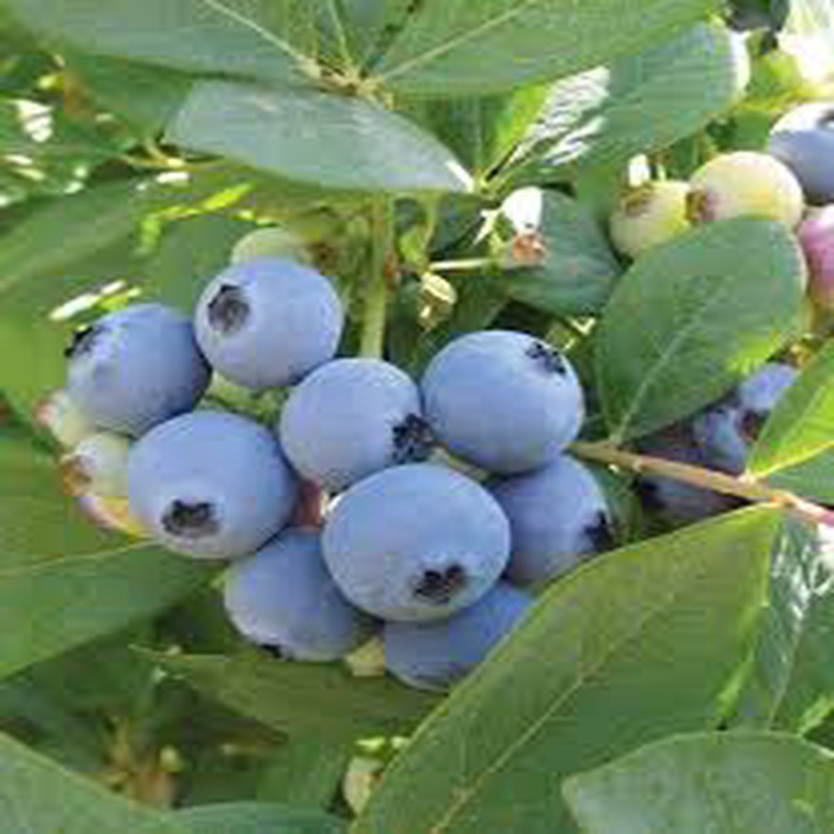 Jewel Blueberries Fruit Seeds for Planting - Perfect for Growing Fresh Blueberries in Your Garden