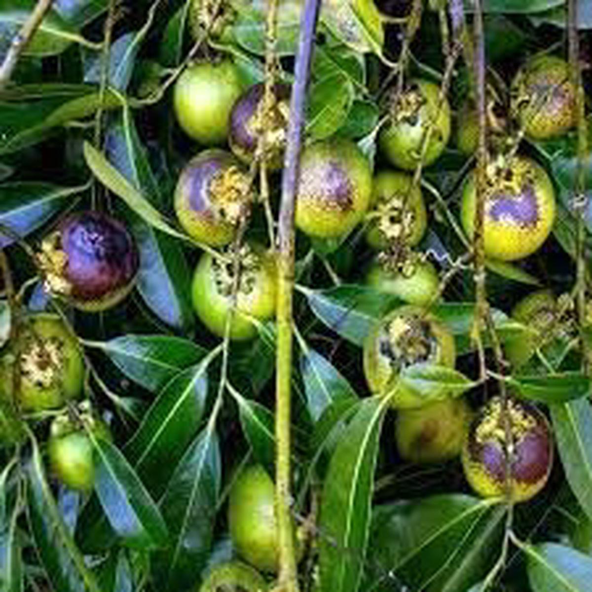 Jujube Zizyphus Fruit Seeds for Planting  Heirloom, Non-GMO, High Germination Organic Garden Seeds for Prolific Fruit Trees