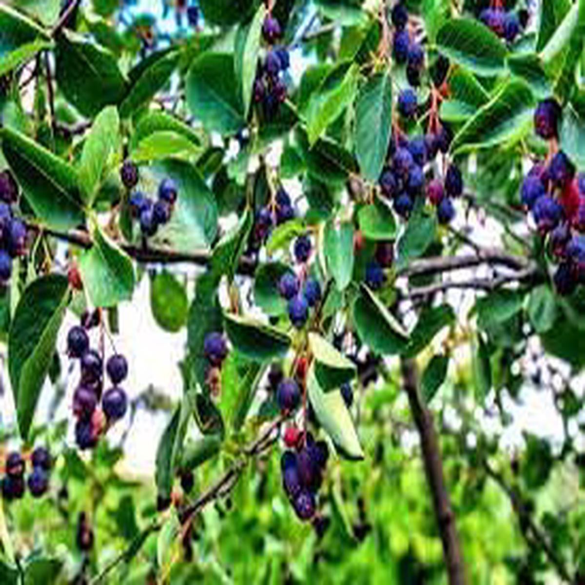 Juneberry Seeds  Grow Sweet & Nutritious Berries