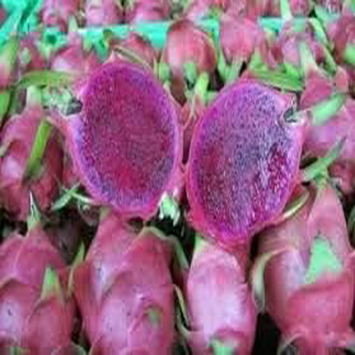 Lavender Pitaya Fruit Seeds for Planting Heirloom, Non-GMO, High Germination Organic Garden Seeds for Home Gardens