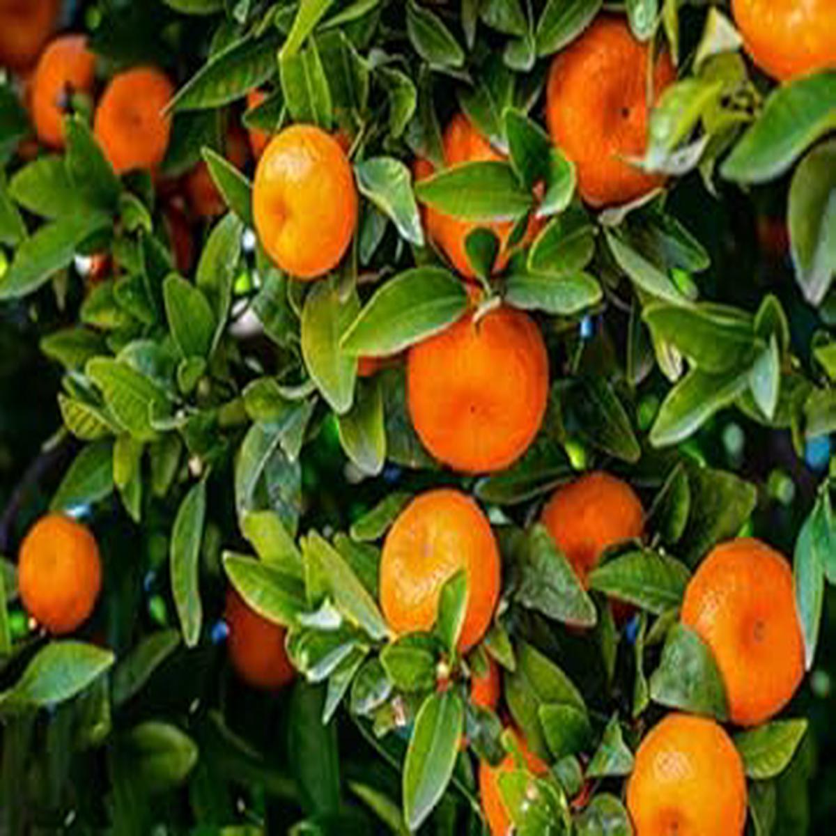 Orange Mandarin Fruit Seeds for Planting  Tangy & Sweet Citrus Fruits, Heirloom & Non-GMO, High Germination Seeds