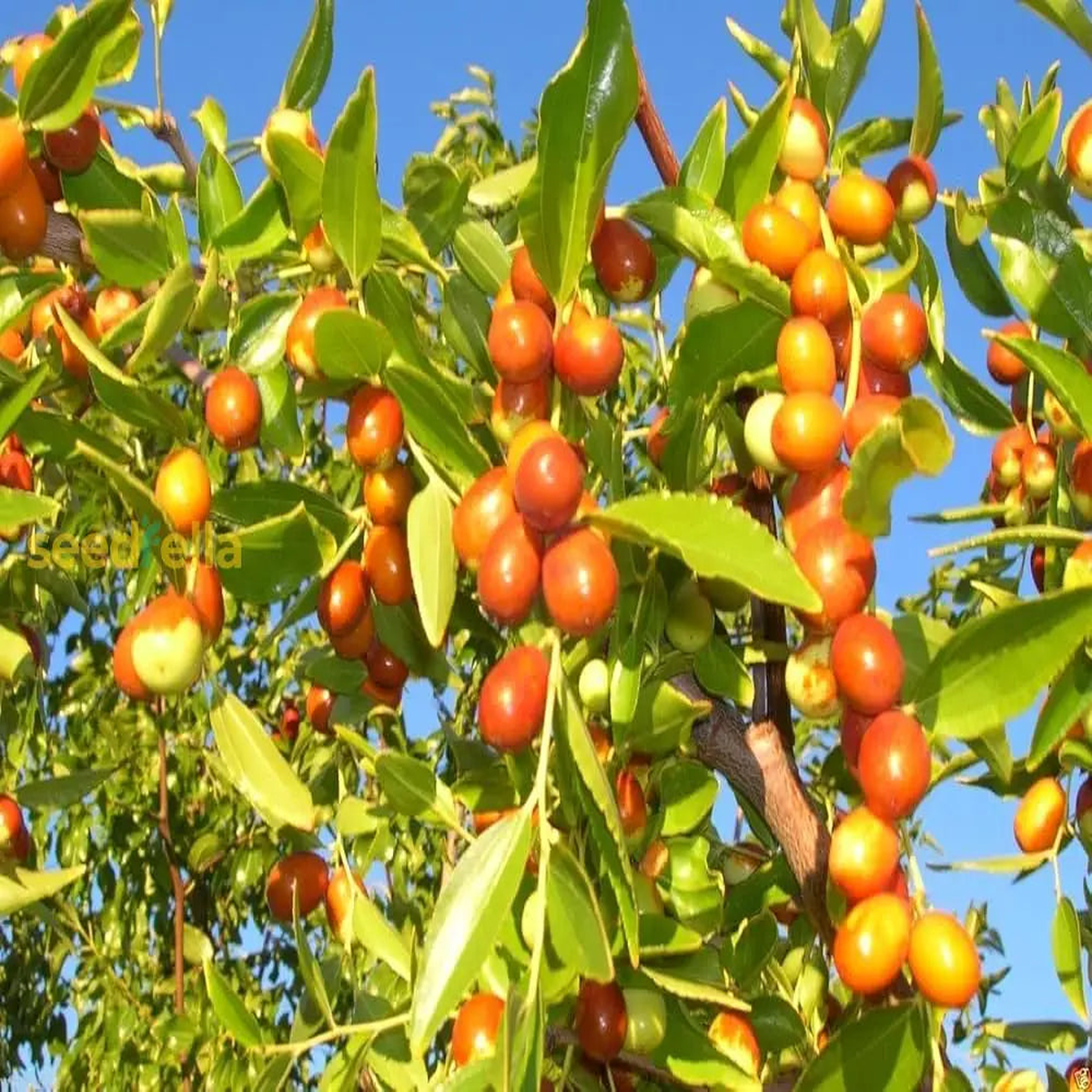 Orange Ziziphus Spinosa Fruit Seeds for Planting  Hardy, Sweet Fruits, Heirloom & Non-GMO Seeds for Home Garden