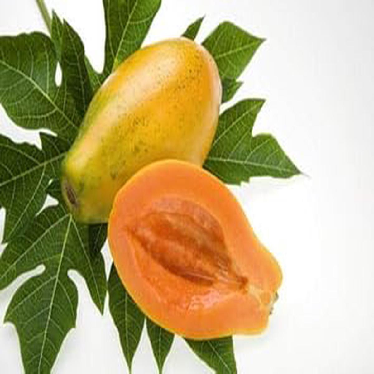 Papaya Fruit Seeds for Planting Heirloom, Non-GMO, High Germination Organic Seeds for Exotic Tropical Gardens