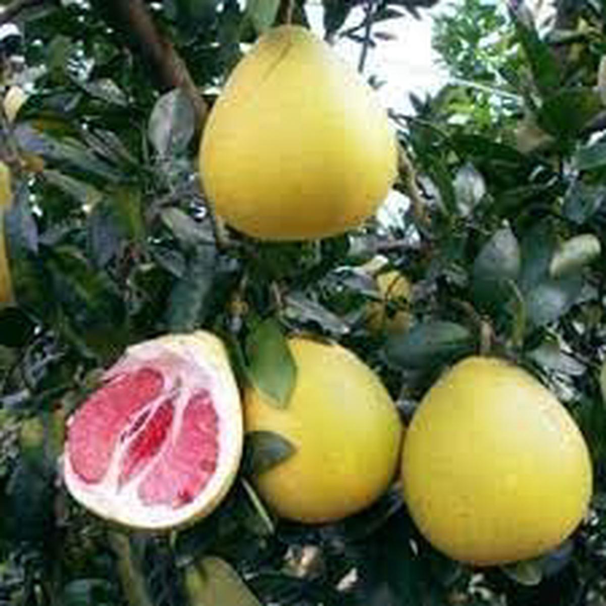 Pomelo Fruit Seeds for Gardening NON GMO Heirloom Citrus Seeds for Home Garden