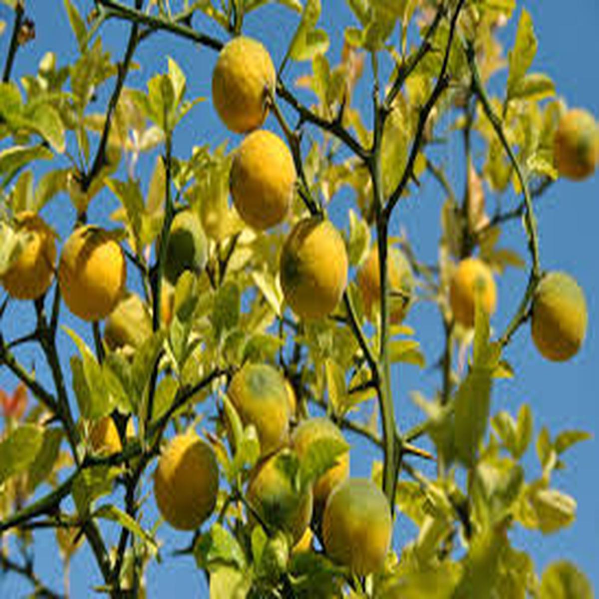 Poncirus trifoliata (Bitter Orange) Fruit Seeds for Planting  Hardy Japanese Citrus, Heirloom & Non-GMO Seeds