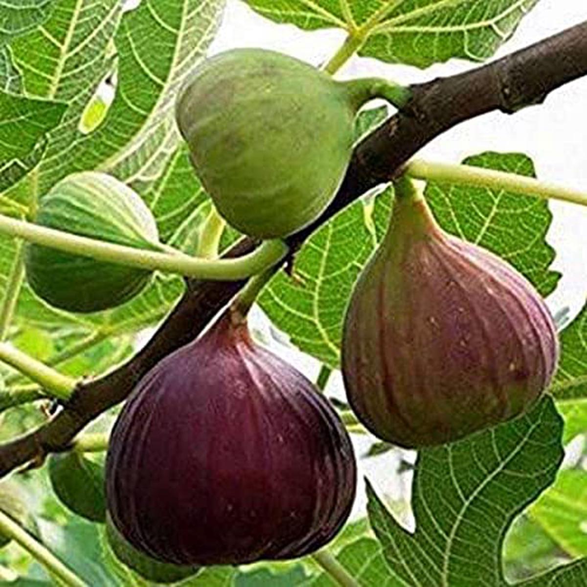 Poona Fig Seeds for Planting  Heirloom, Non-GMO, High Germination Organic Garden Seeds for Sweet, Flavorful Figs