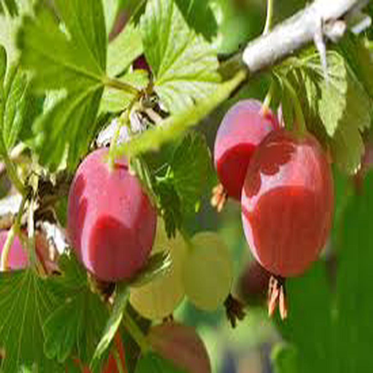 Poorman Red Gooseberry Tree Seeds for Planting  Vitamin C Rich, Organic & Natural Heirloom Seeds