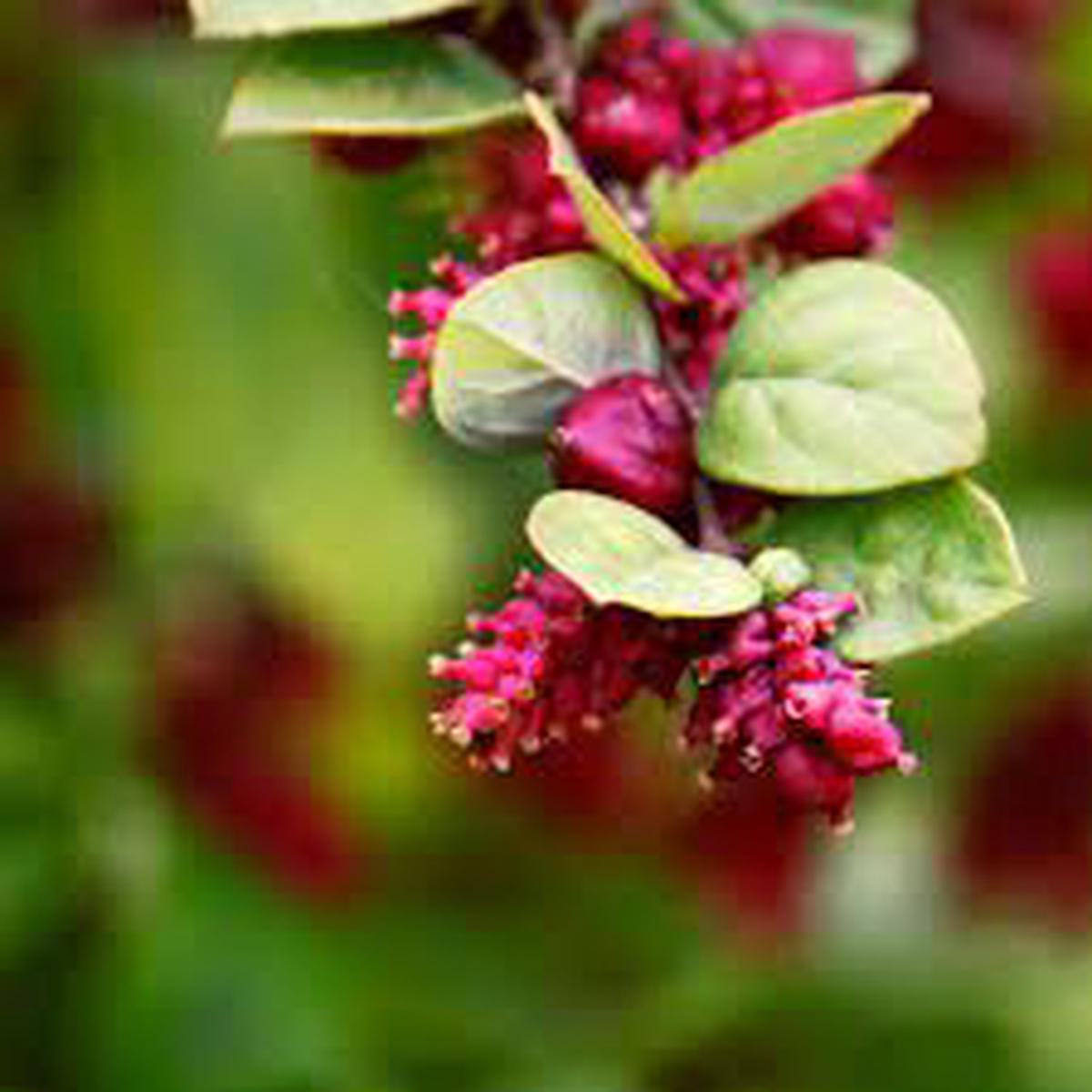 Rare Coralberry (Symphoricarpos Orbiculatus) Seeds Hardy, Ornamental Garden Shrubs for Landscaping & Wildlife