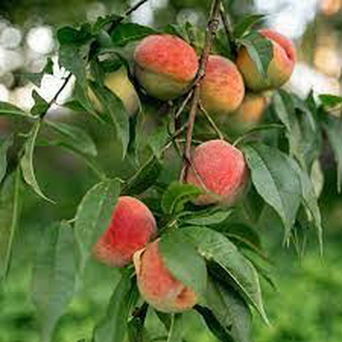 Red Haven Peach Fruit Seeds for Planting  Heirloom Non-GMO High Germination Organic Garden Seeds