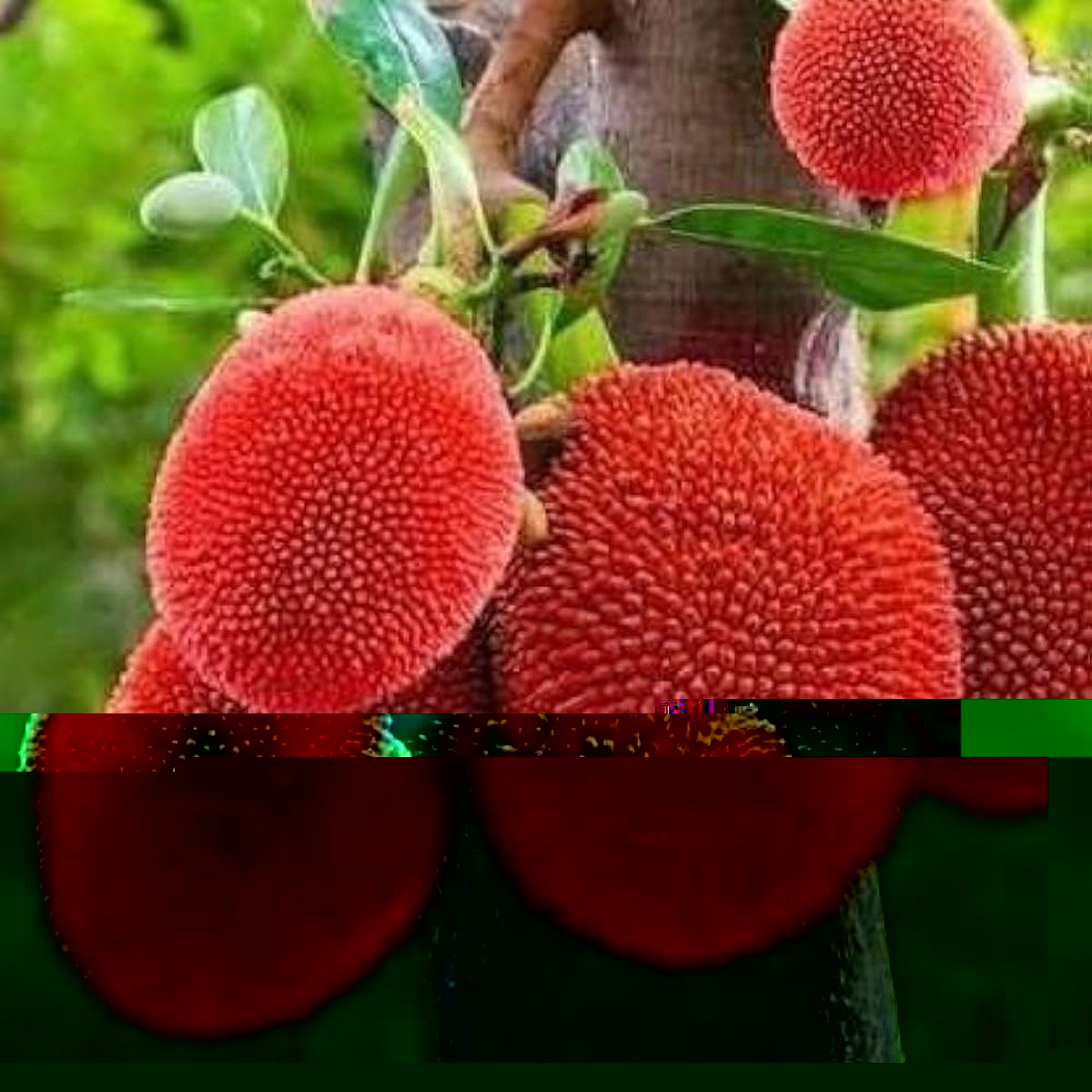 Red Jackfruit Fruit Seeds for Planting  Heirloom, Non-GMO, High Germination Organic Garden Seeds, Sweet Tropical Variety