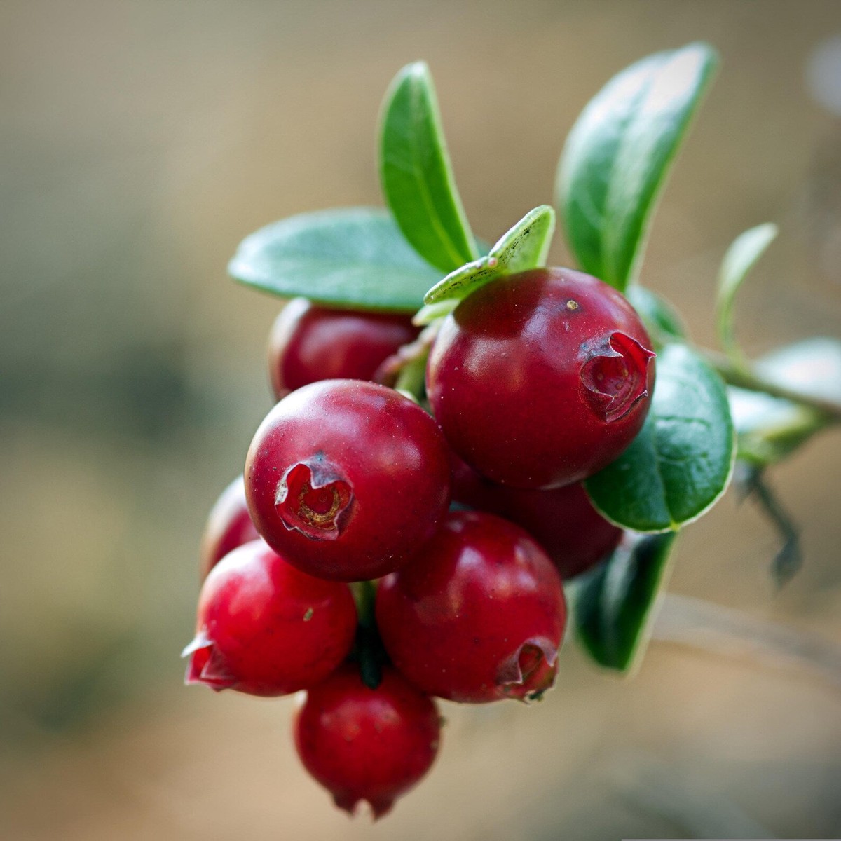 Red Russian Blueberry Tree & Katya Aronia Berry Seeds  Unique, Tangy & Organic Berries for Home Gardens