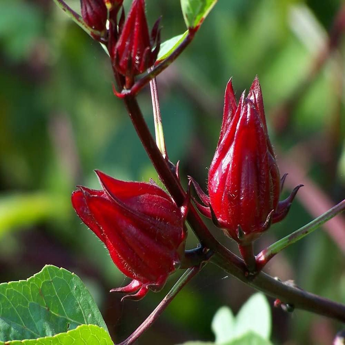 Rosella Fruit Seeds for Planting | Heirloom Non-GMO Organic Seeds for Sweet, Tangy Backyard Fruits