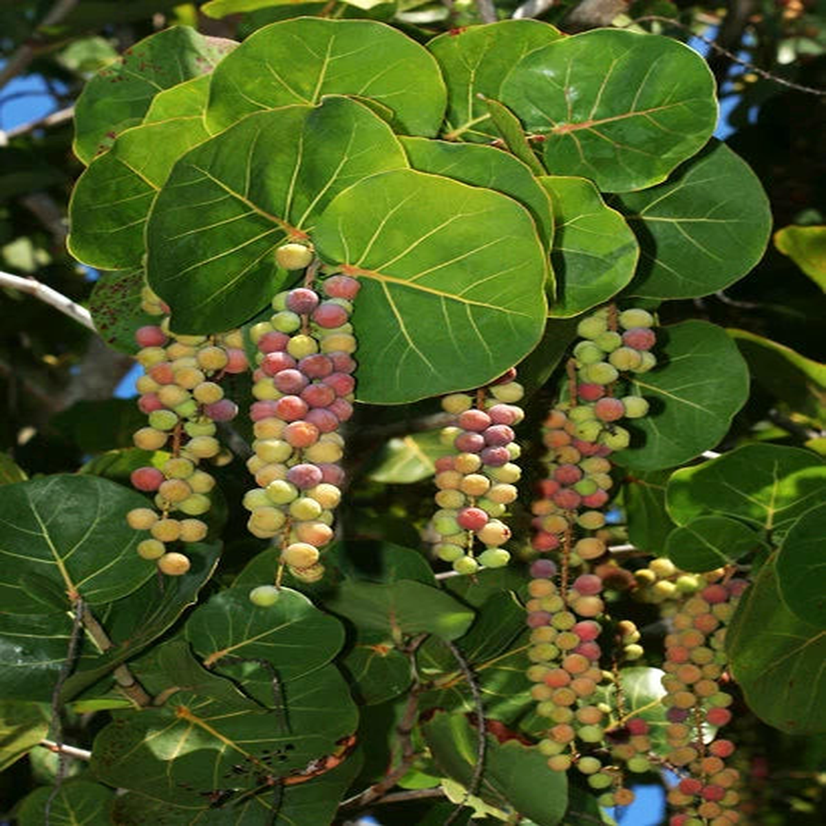 Seagrapes Fruit Seeds for Planting and Growing, Ideal for Coastal Gardens