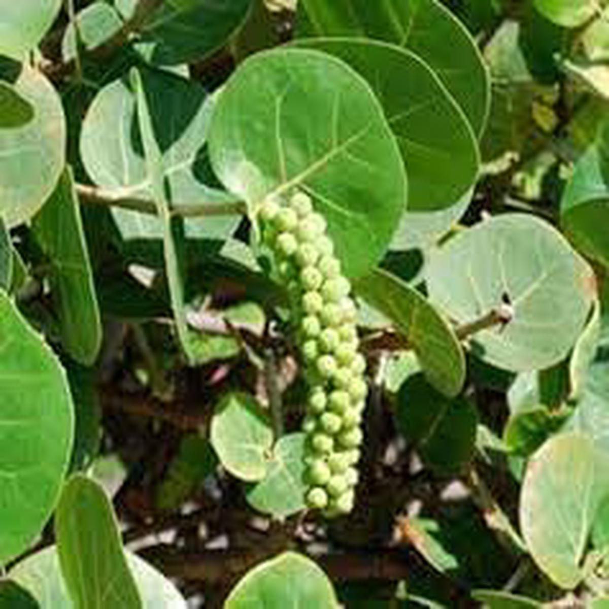 Seagrapes Seeds Grow Unique & Exotic Coastal Fruits