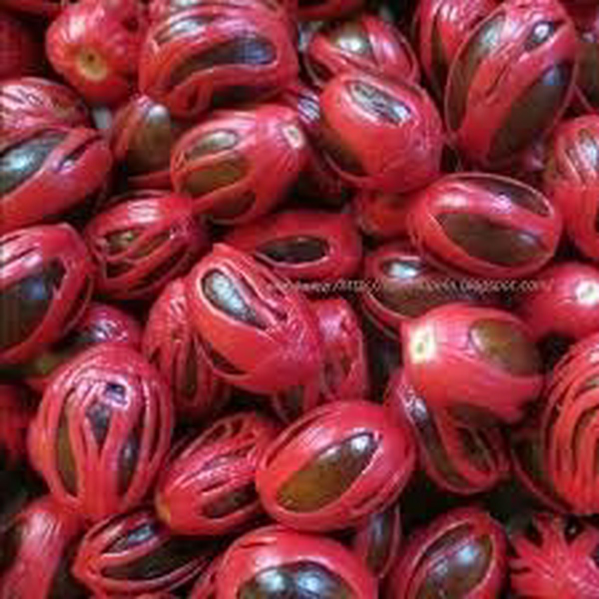Sri Lanka Nut Fruit Seeds for Planting Hardy, Nutritious Tropical Trees, Heirloom & Non-GMO, High Germination Seeds