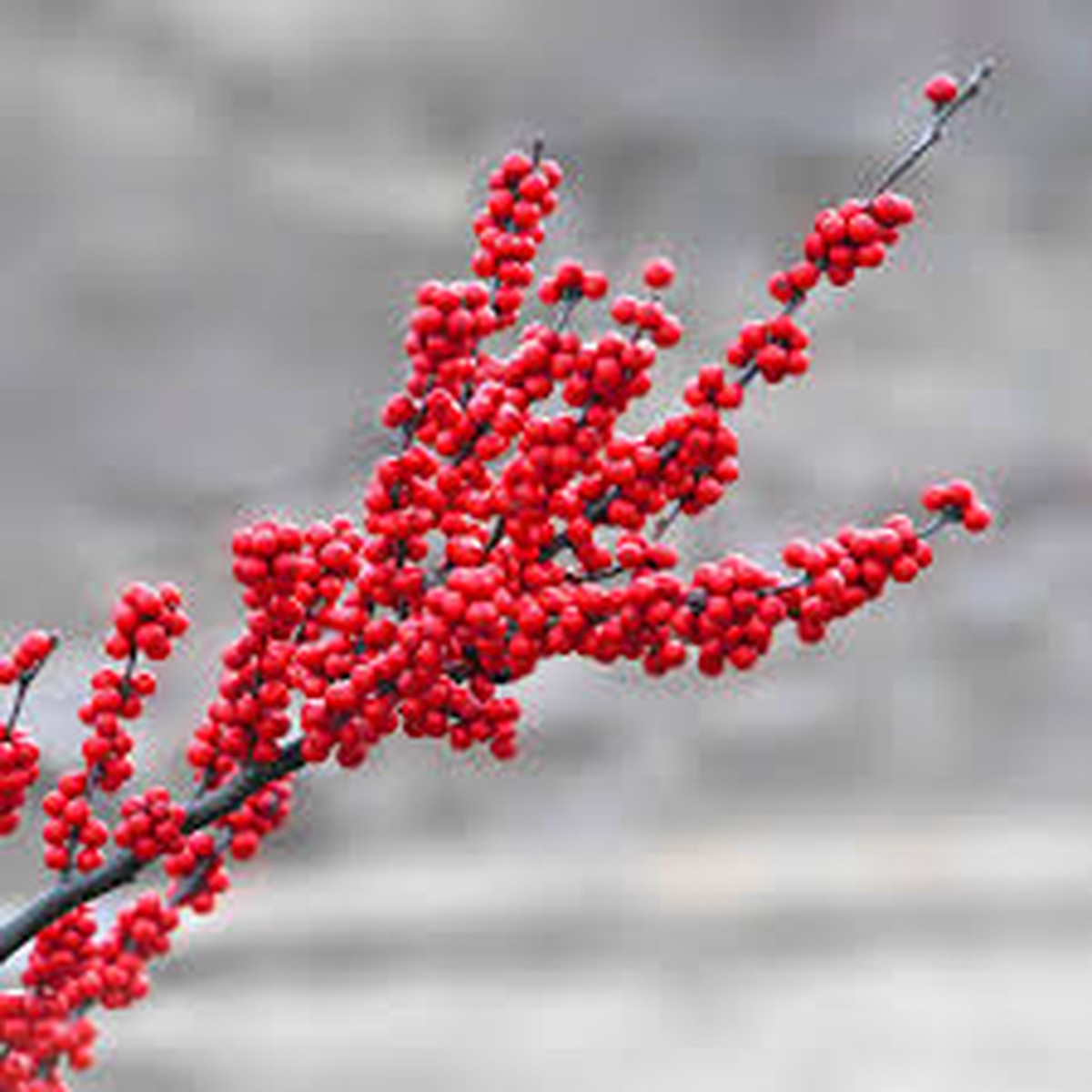 Winterberry Holly Fruit Seeds for Planting Heirloom, Non-GMO, High Germination Organic Garden Seeds for Ornamental, Berry-Bearing Shrubs