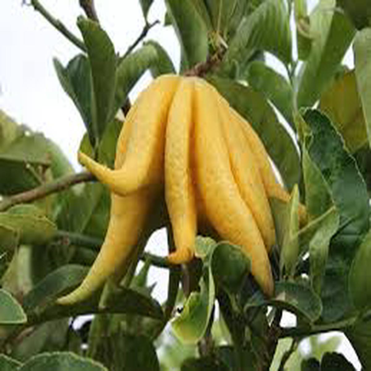 Yellow Finger-Citron Fruit Seeds for Planting  Rare Heirloom Non-GMO Citrus Tree Seeds with High Germination for Exotic Fruits
