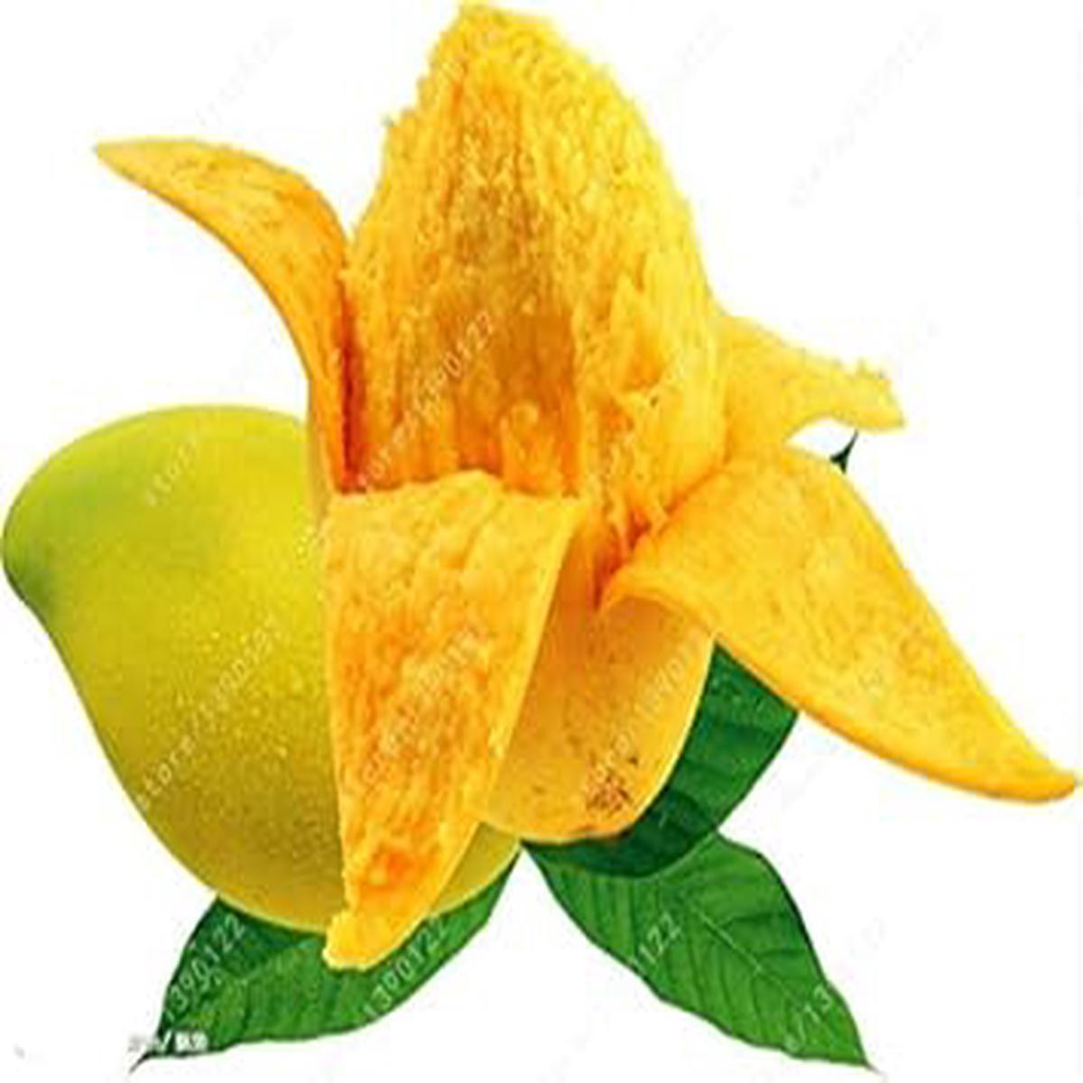 Yellow Mango Tree Seeds for Planting Sweet, Tropical Mangoes, Heirloom & Non-GMO, High Germination Seeds