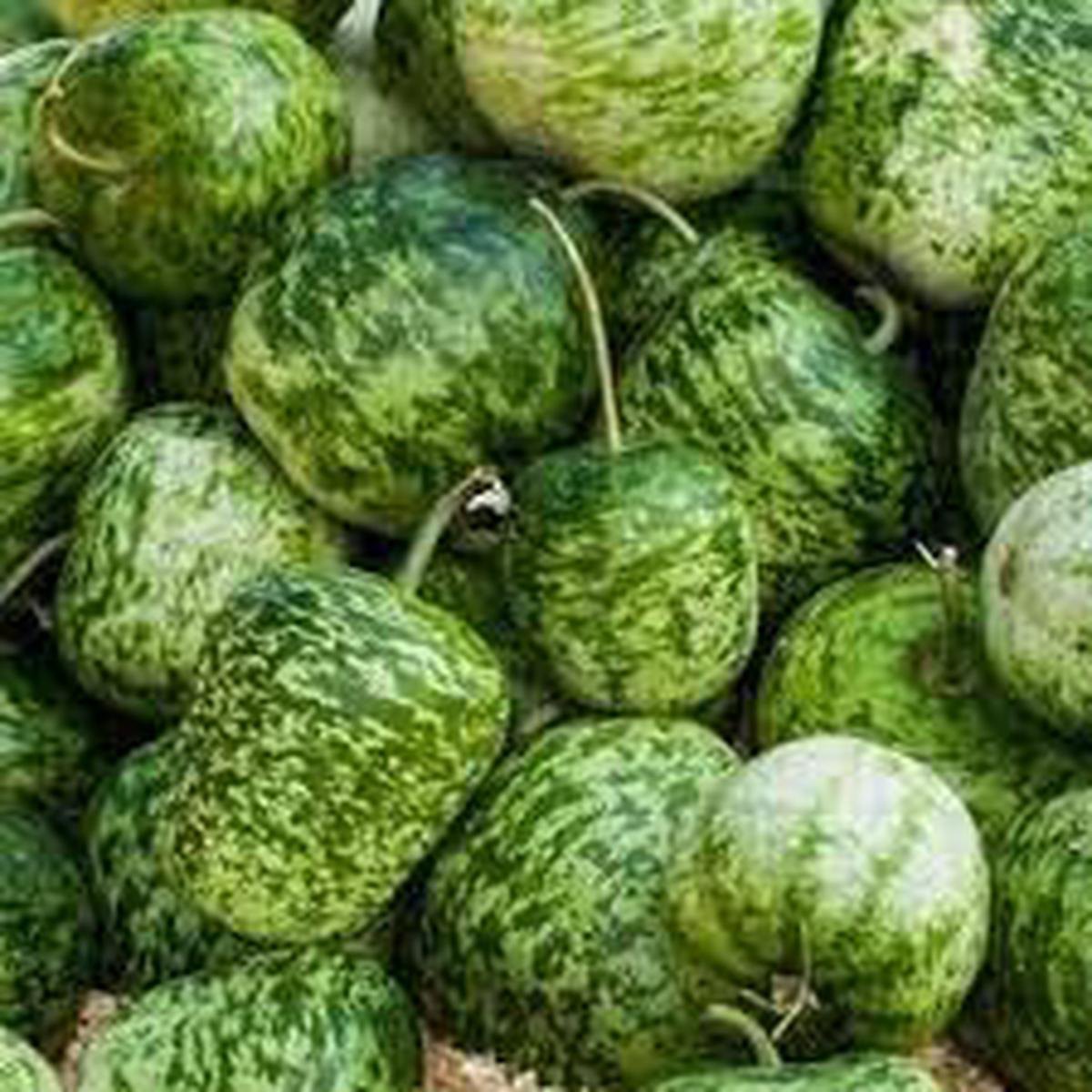 Apple Gourd Fruit Seeds for Planting  Vibrant, Unique Garden Growth, Heirloom & Non-GMO Seeds