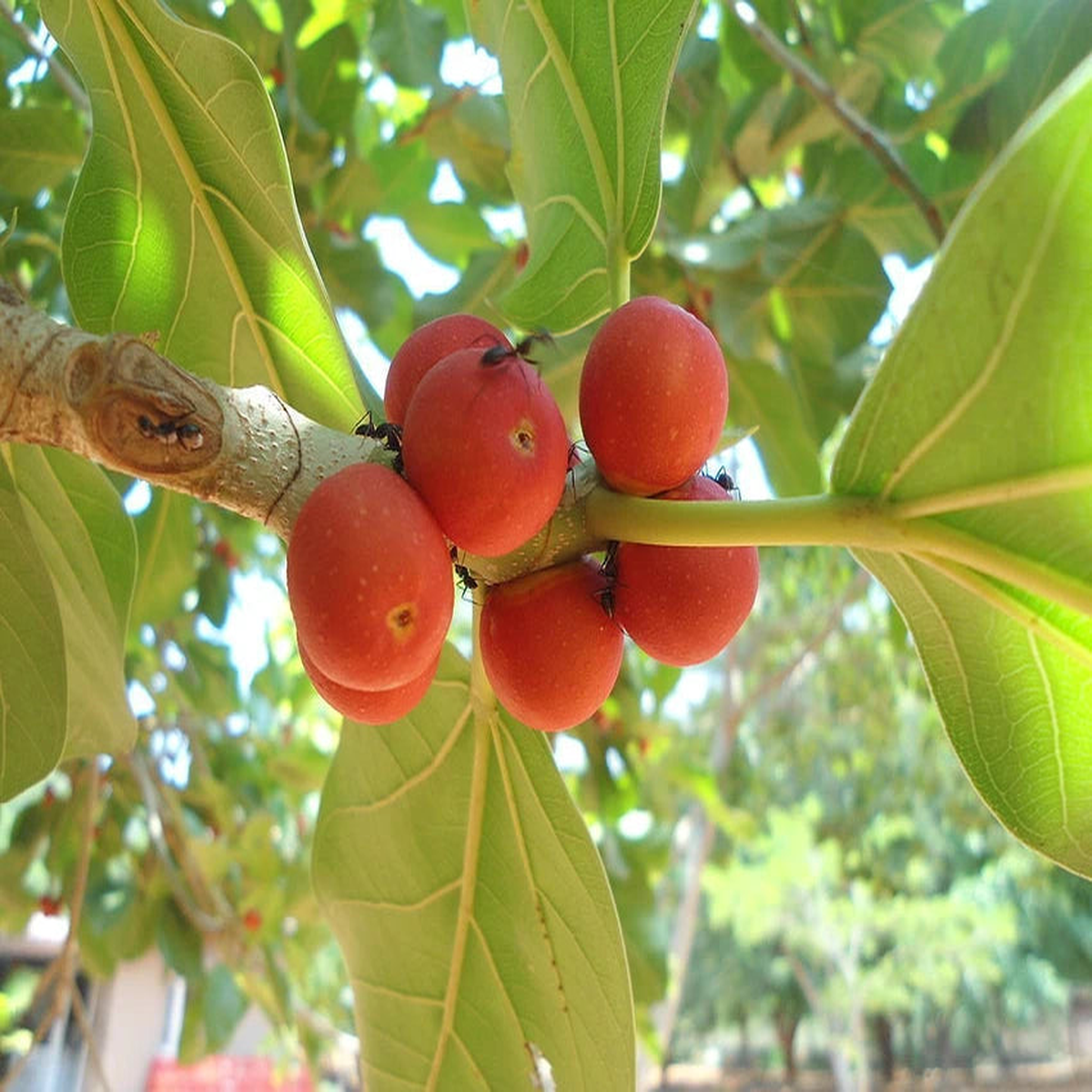 Banyan Tree Seeds for Planting  Heirloom, Non-GMO, High Germination Sacred Fig Seeds for Bonsai or Garden