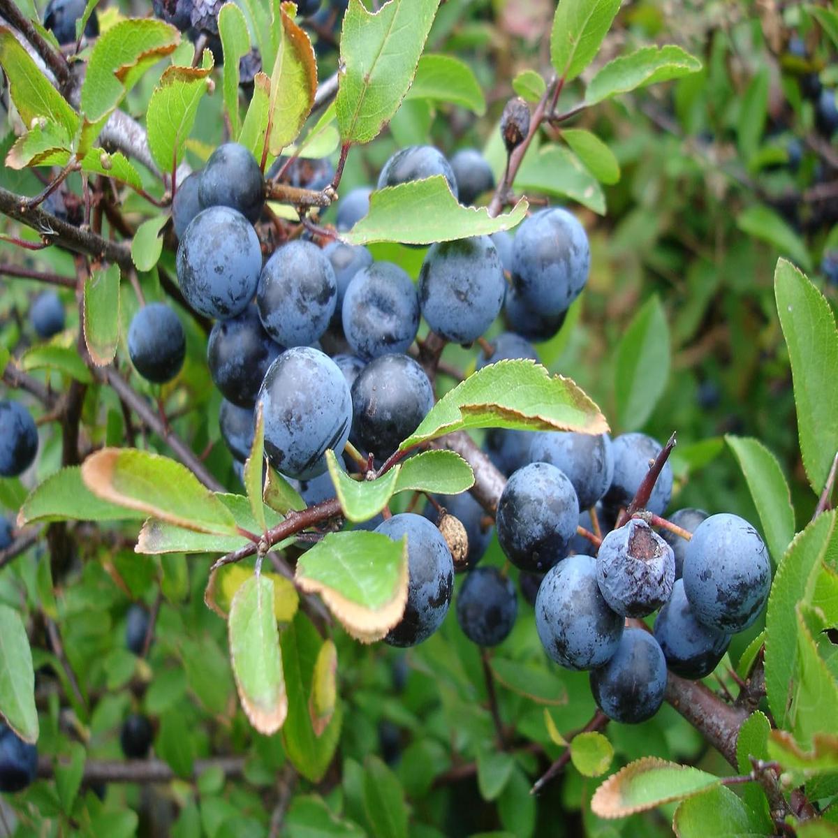 Blackthorn Fruit Seeds  Heirloom, Non-GMO, High Germination Organic Garden Seeds for Planting Hardy, Tasty Fruits