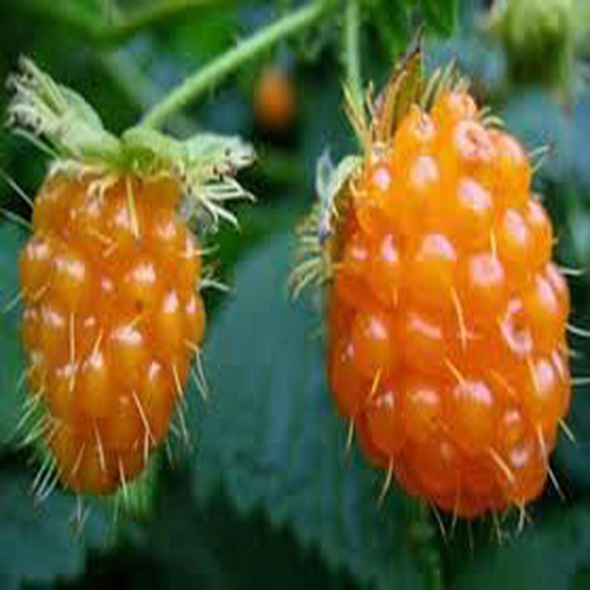 British Columbia Fruit Seeds Grow Robust & Hardy Trees