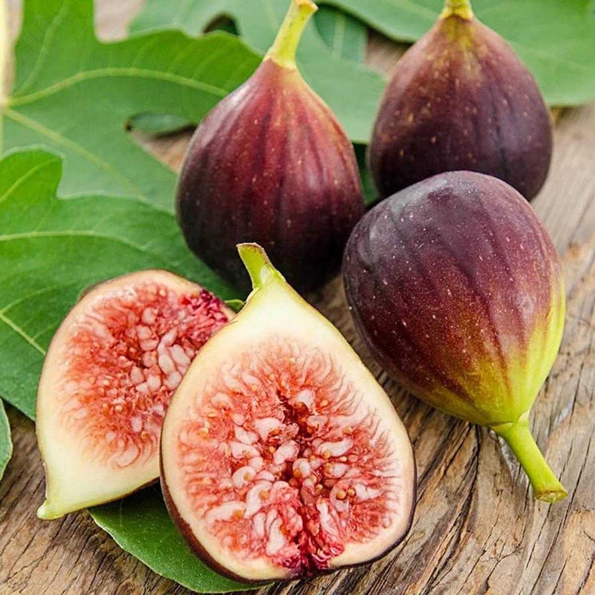 Brown Turkey Fig Tree Seeds for Planting  Hardy, Sweet, Heirloom, High Germination, Non-GMO Organic Garden Seeds