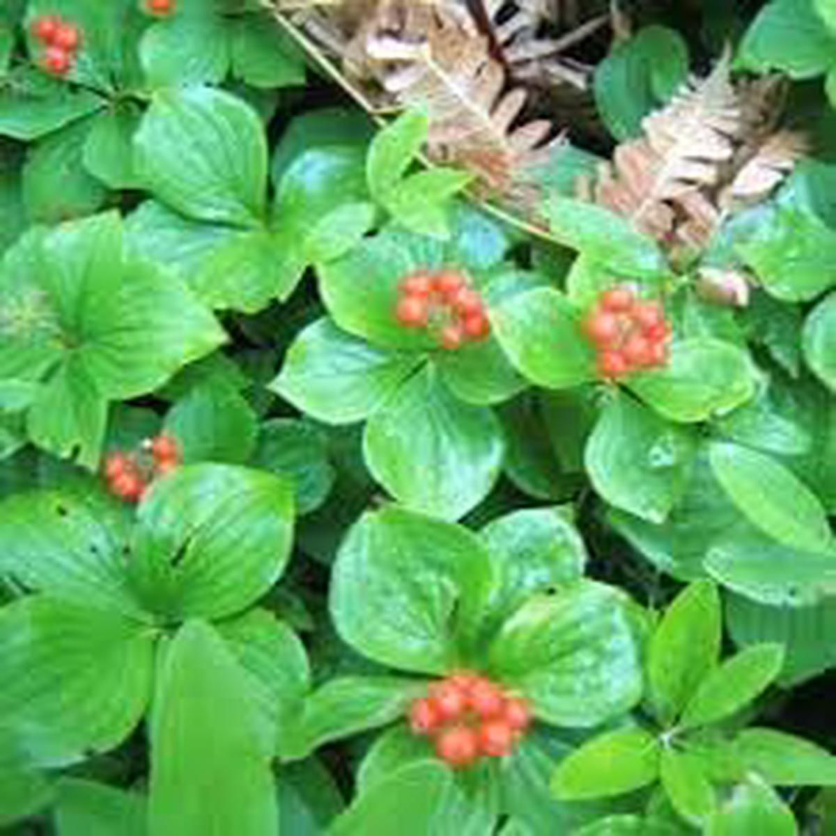 Bunchberry Fruit Seeds for Planting  Unique Heirloom, Non-GMO Seeds for Cold-Climate Berry Gardens