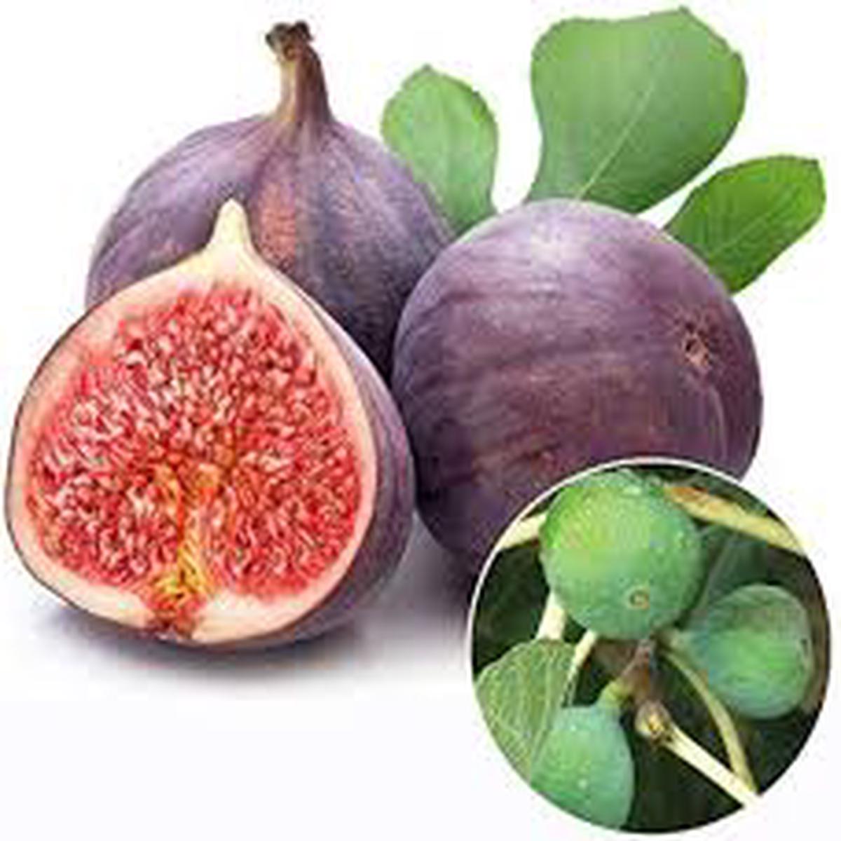 Burgundy Figs Fruit Seeds Sweet & Nutritious Figs, Heirloom & Non-GMO Seeds for Home Garden Planting