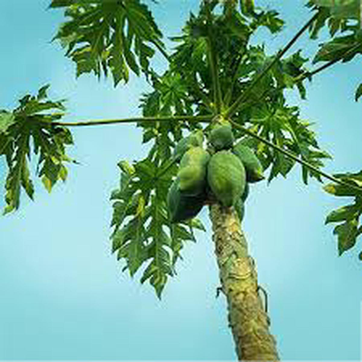 Carica Papaya Fruit Tree Seeds for Planting  Grow Sweet Papaya Trees, Heirloom & Non-GMO Seeds