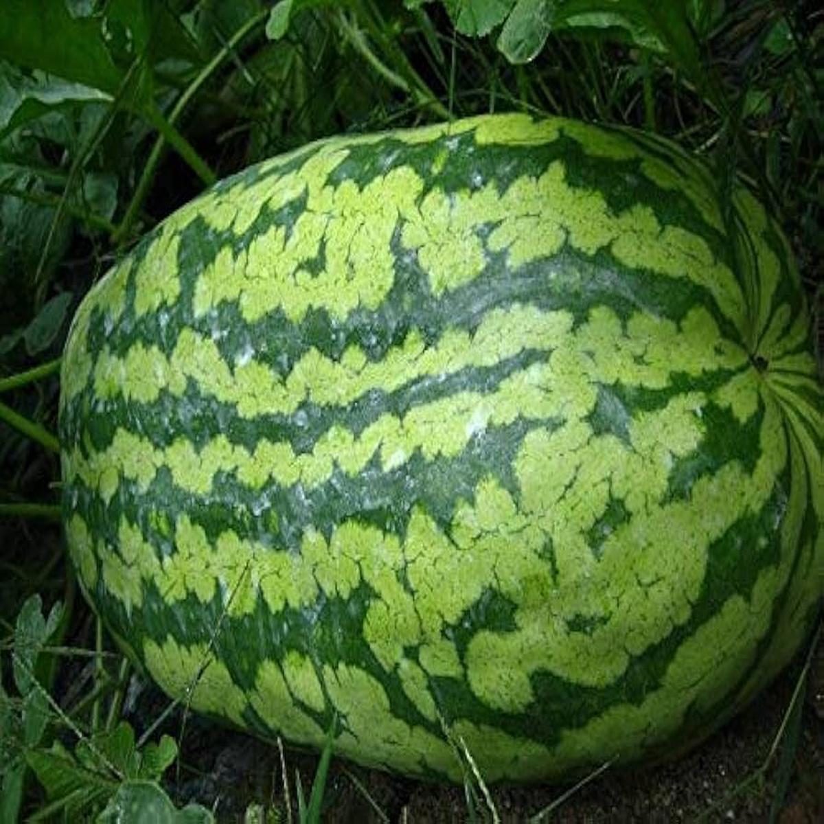 Carolina Cross Watermelon Seeds for Planting (Citrullus lanatus) Giant Heirloom Watermelon Seeds for Large Gardens, Farms & High-Yield Vegetable Plots
