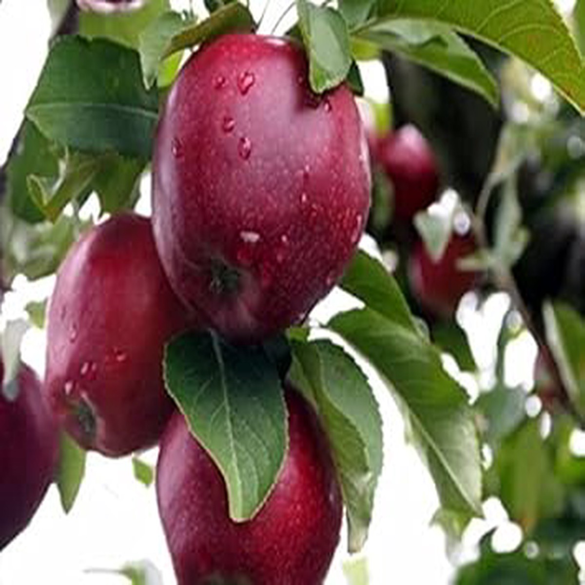 Cereza Fruit Seeds for Planting | Heirloom Non-GMO Organic Seeds for Sweet, Juicy Garden Cherries