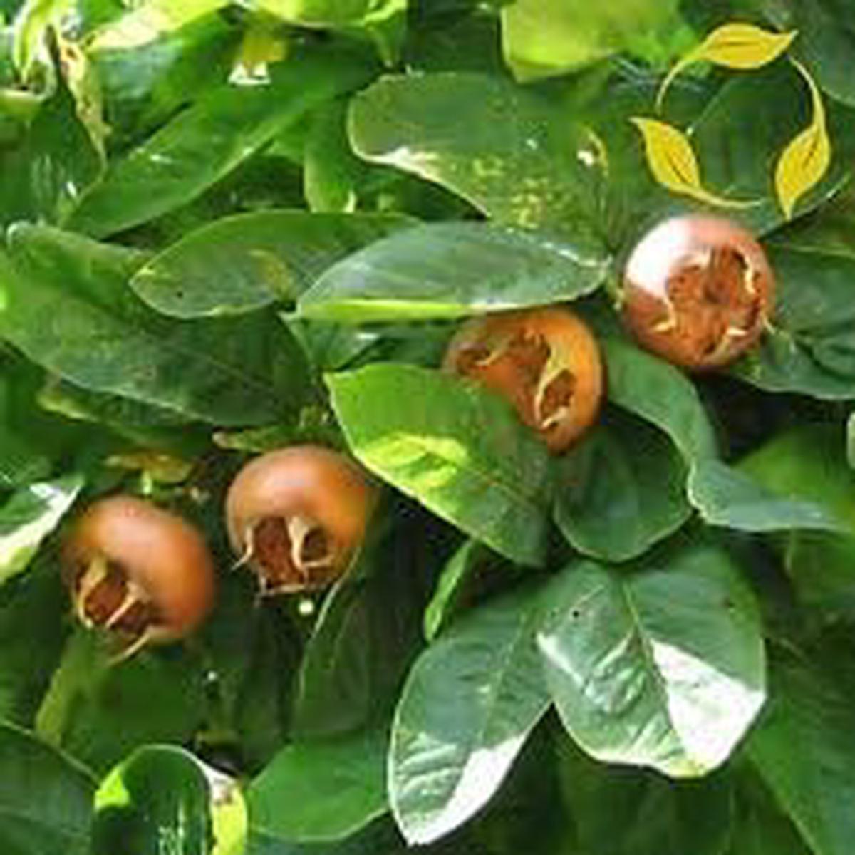 Cream Mespilus Fruit Seeds Grow Creamy Medlar Fruit Trees, Non-GMO Heirloom Seeds