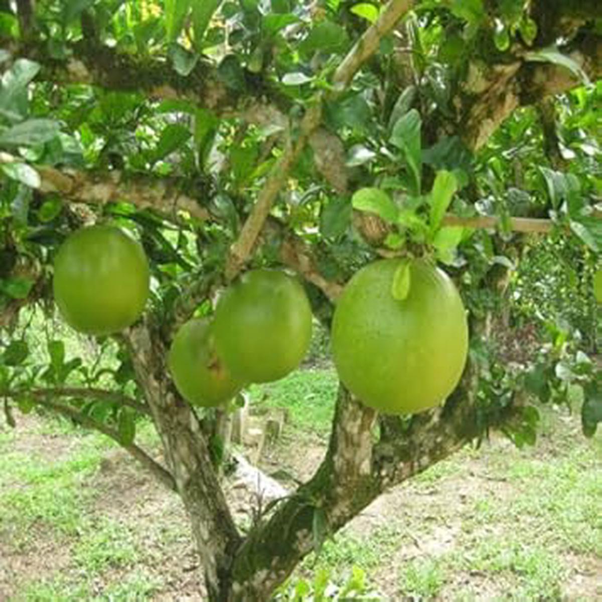 Crescentia Alata Fruit Seeds for Planting Heirloom Non-GMO High Germination Organic Garden Seeds