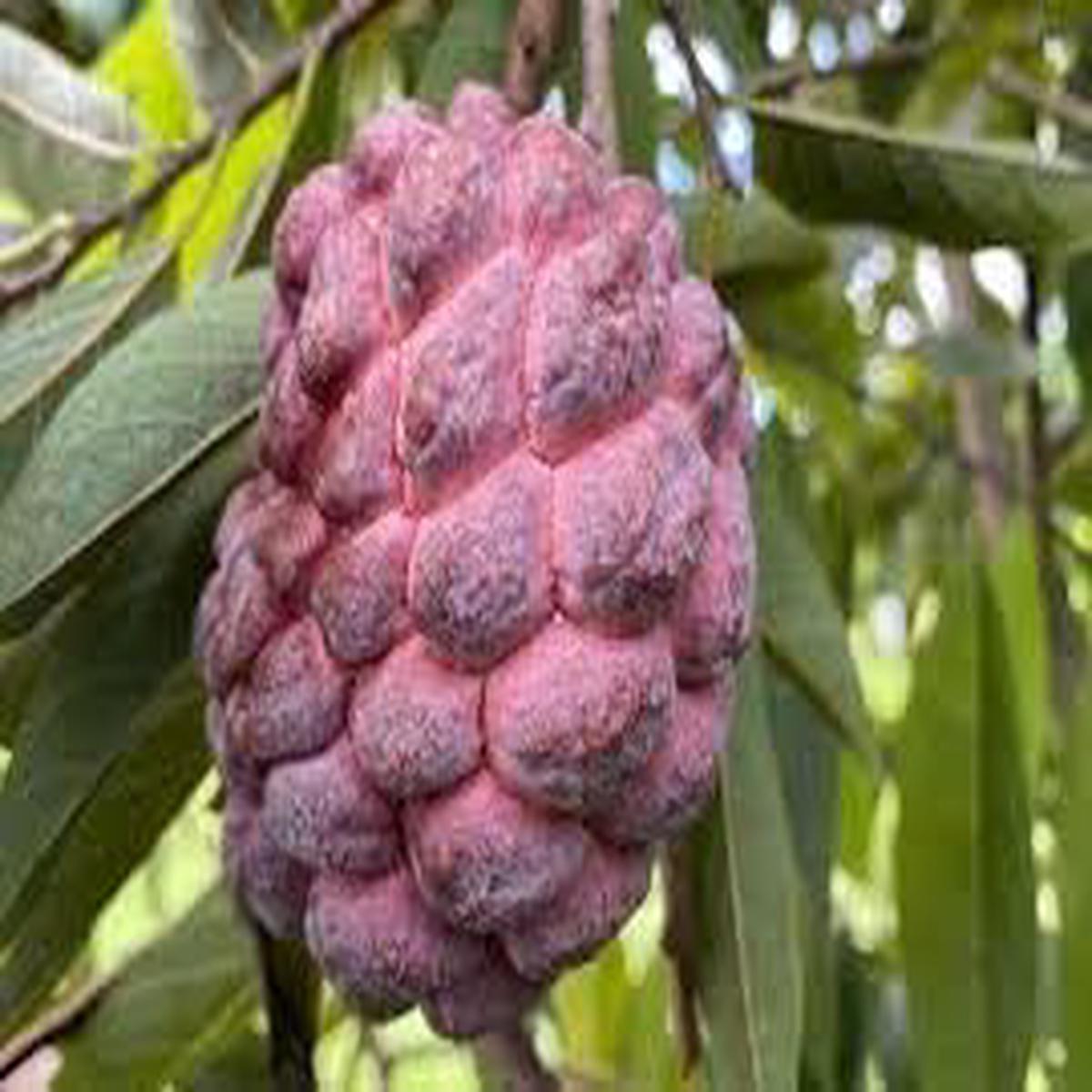 Custard Apple Fruit Seeds for Planting Heirloom, Non-GMO, Sweet Tropical Fruits, High Germination