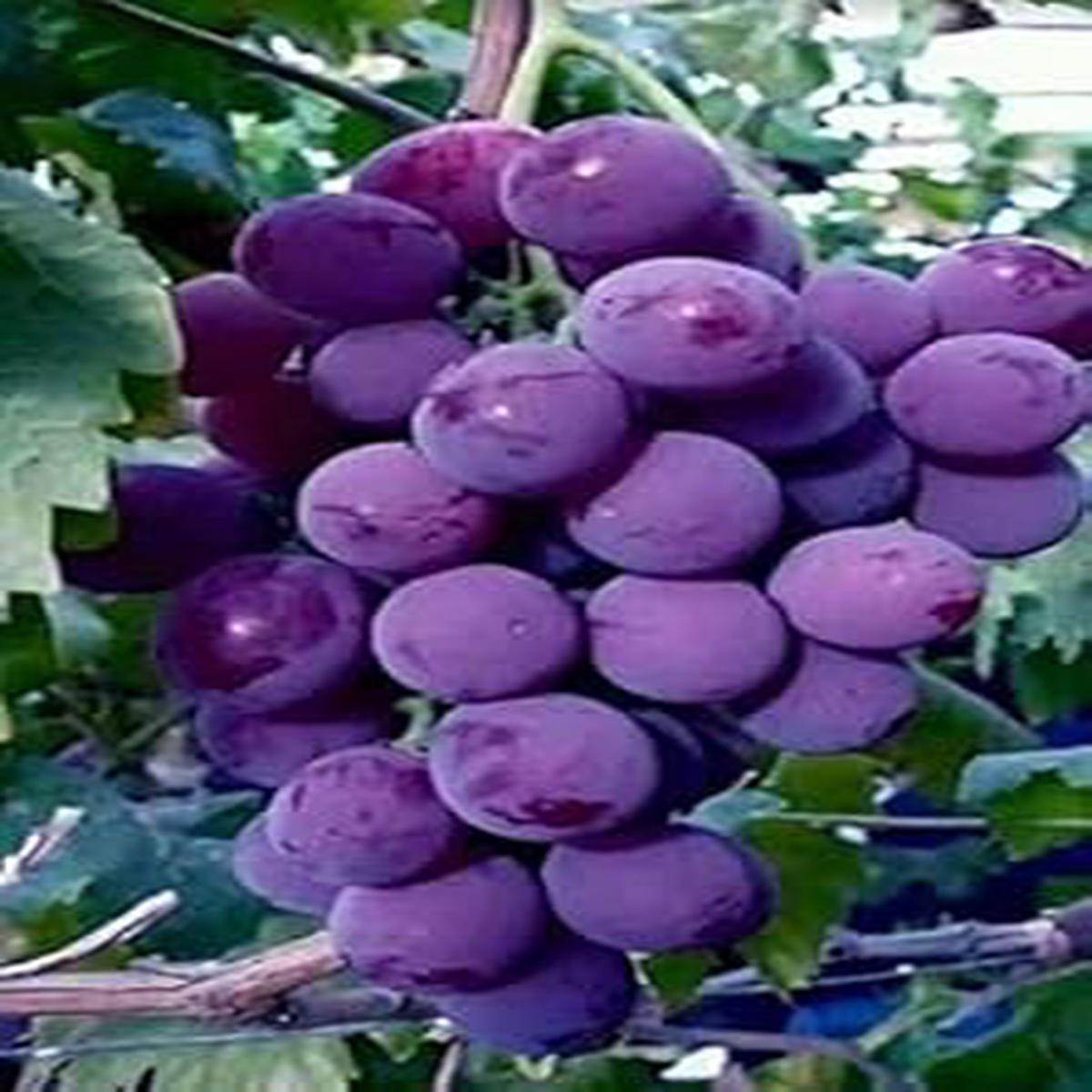 Dark Purple Grapes Fruit Seeds for Planting  Heirloom, Non-GMO Seeds for Super Sweet, Unique-Flavor Grapes