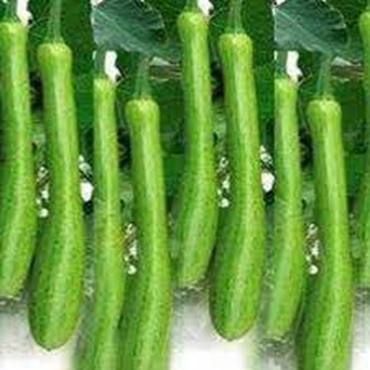 Dicotyledons Melon Fruit Seeds for Planting - Growing Unique Melon Varieties,Heirloom & Non-GMO Seeds