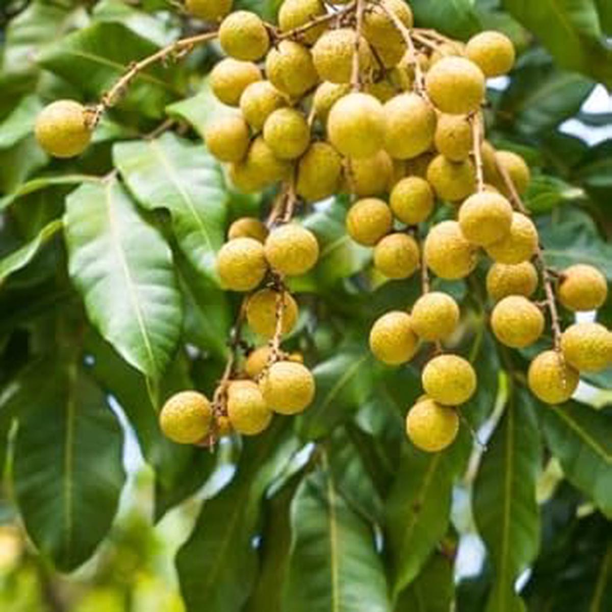 Dimocarpus Fruit Seeds for Planting Tropical Trees with Delicious Harvests, Heirloom & Non-GMO, High Germination