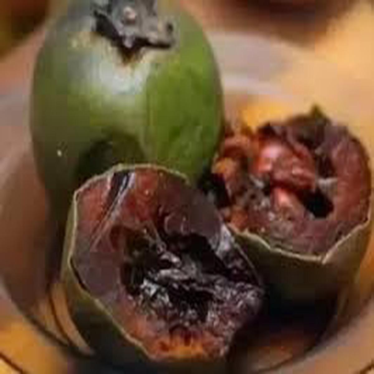 Diospyros Digyna Chocolate Pudding Fruit Seeds  Sweet & Exotic Delight