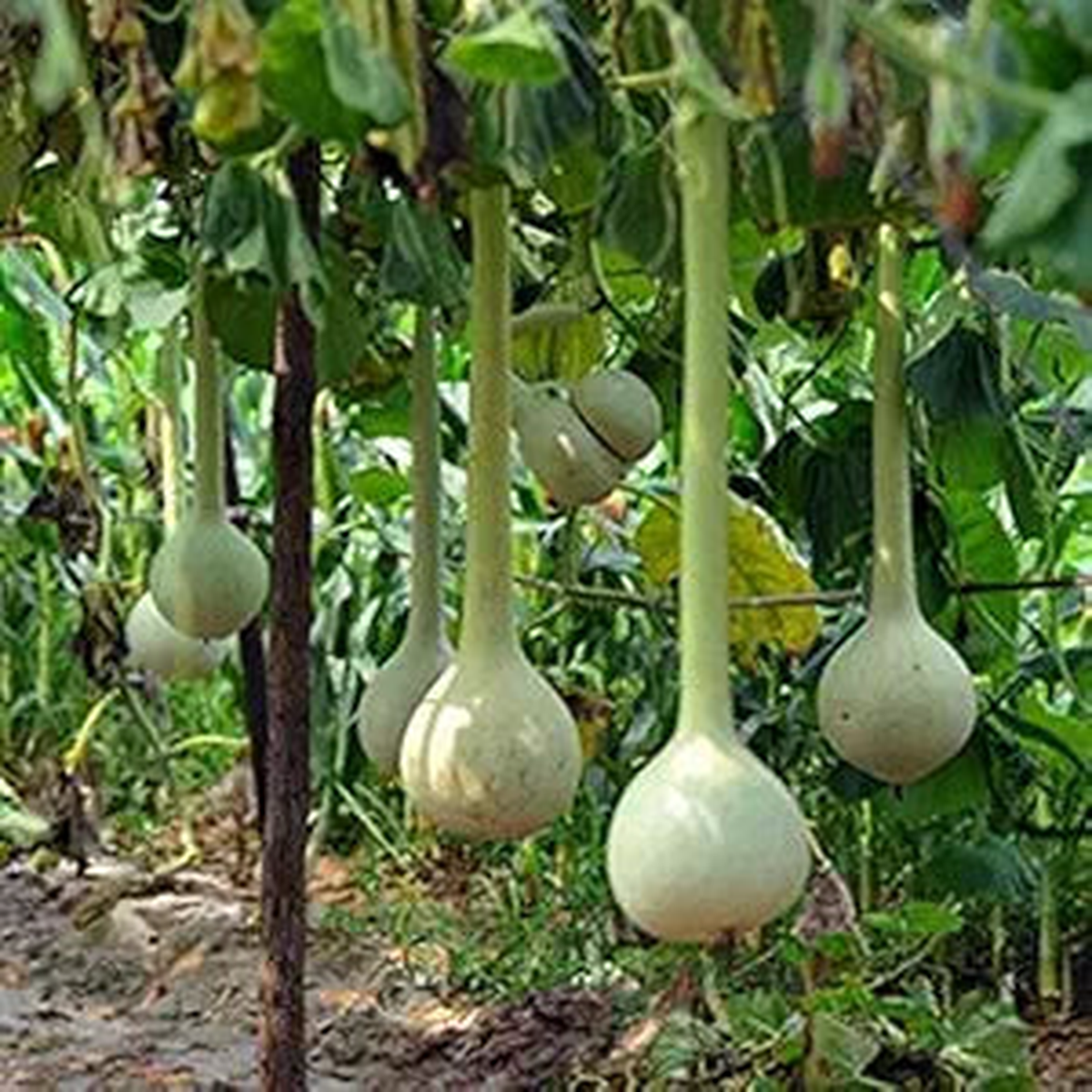 Dipper Gourd Vegetable Seeds for Planting High Yield, Nutrient-Rich, Heirloom Non-GMO Garden Seeds